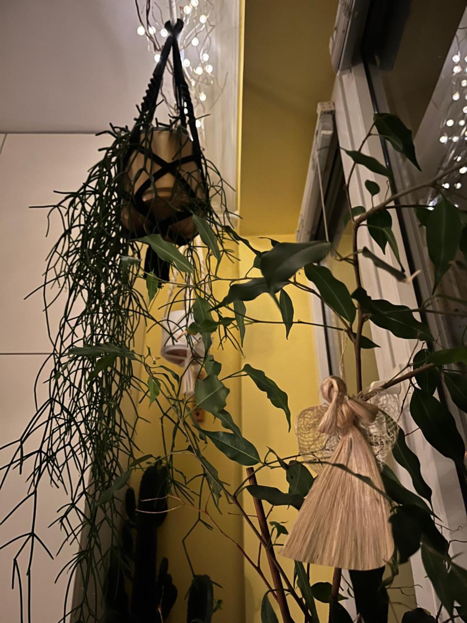 Greenthumb Praska Kraków Eksteriør billede